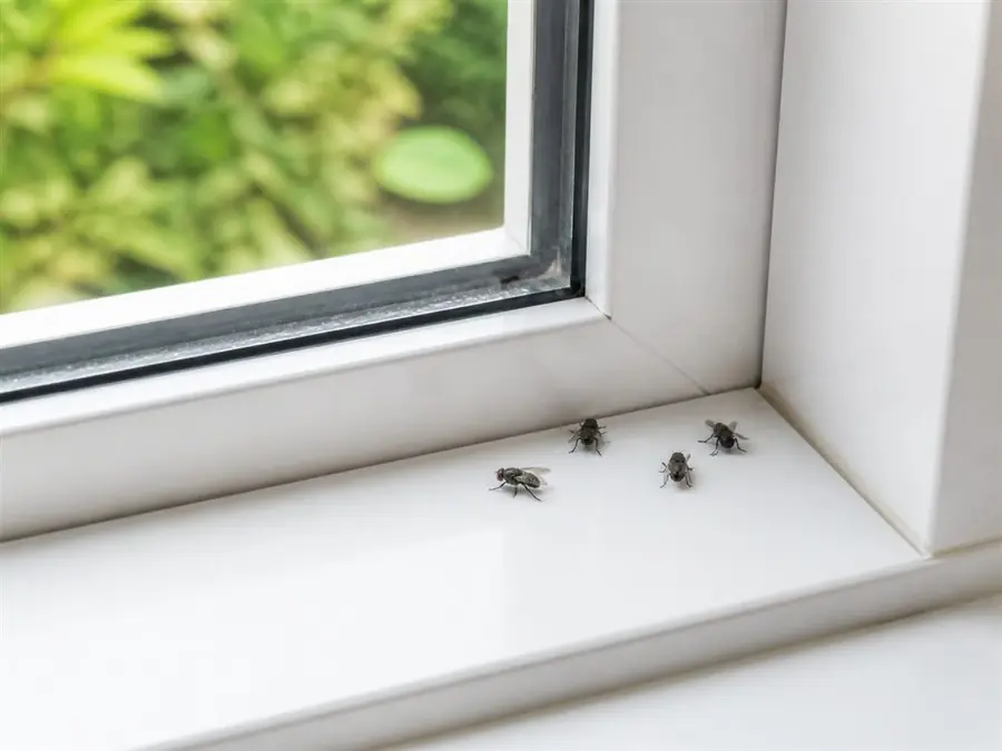 Fleas, flies and insects