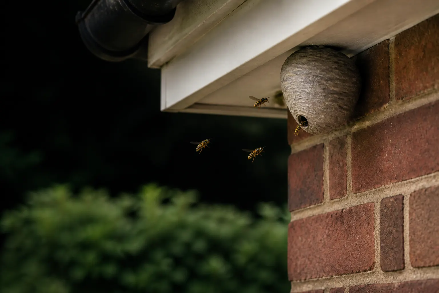 Active wasp nest beneath the eaves of a brick property in Kent