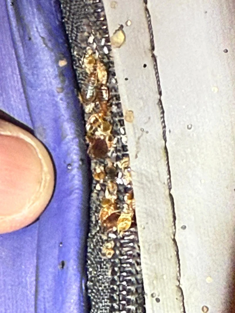 Bed bugs and shed skins in a zipped fabric seam